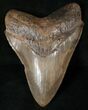 Megalodon Tooth - Beautiful Enamel #16228-1